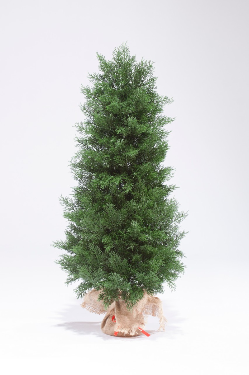 Фото Туя 60 - 90 см